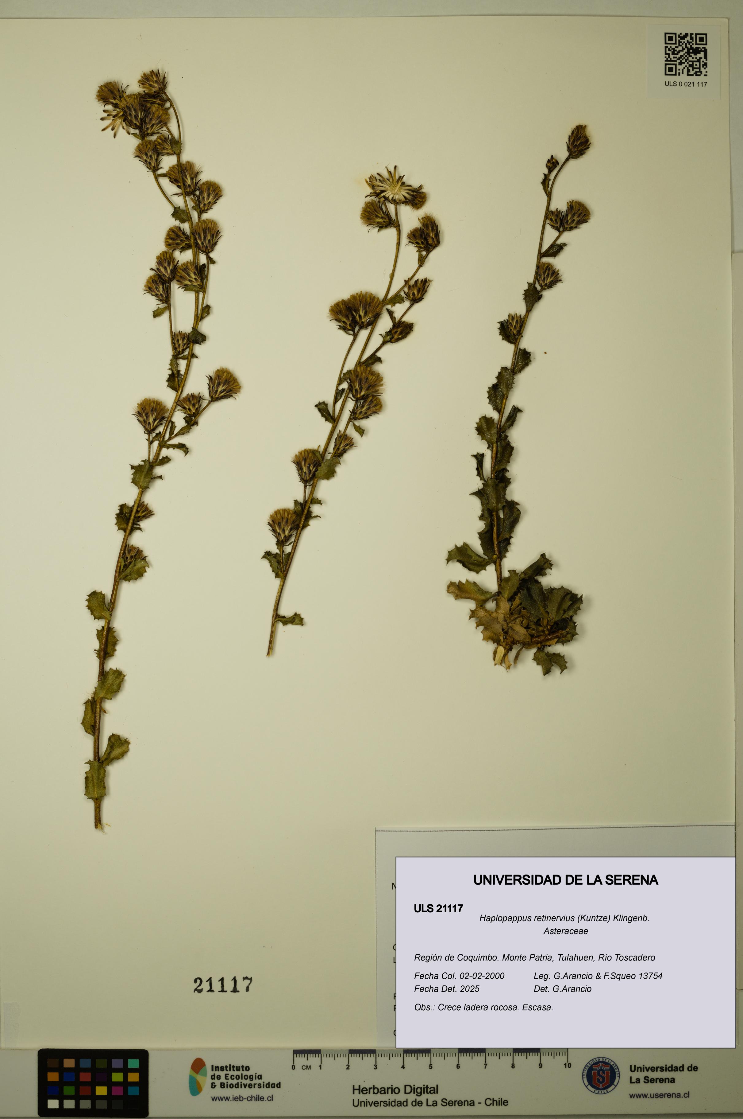 Haplopappus retinervius [Espécimen: ULS:ULS:0021117]