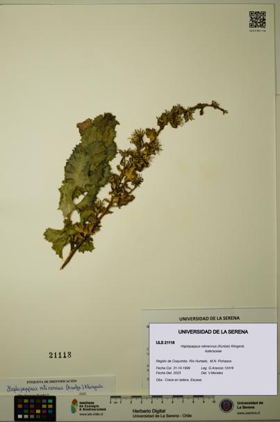 Haplopappus retinervius [Espécimen: ULS:ULS:0021118]