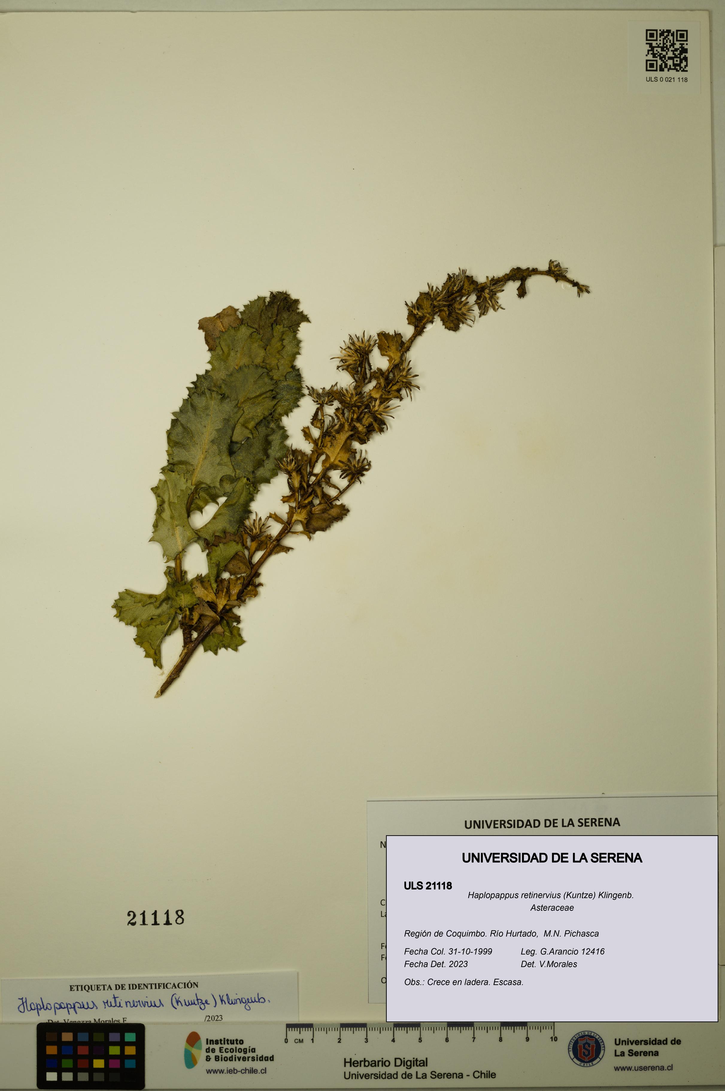 Haplopappus retinervius [Espécimen: ULS:ULS:0021118]