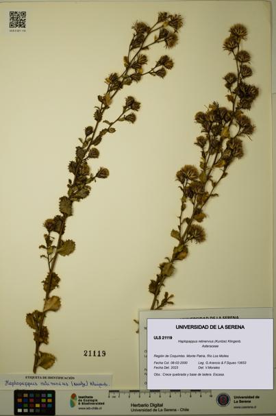 Haplopappus retinervius [Espécimen: ULS:ULS:0021119]