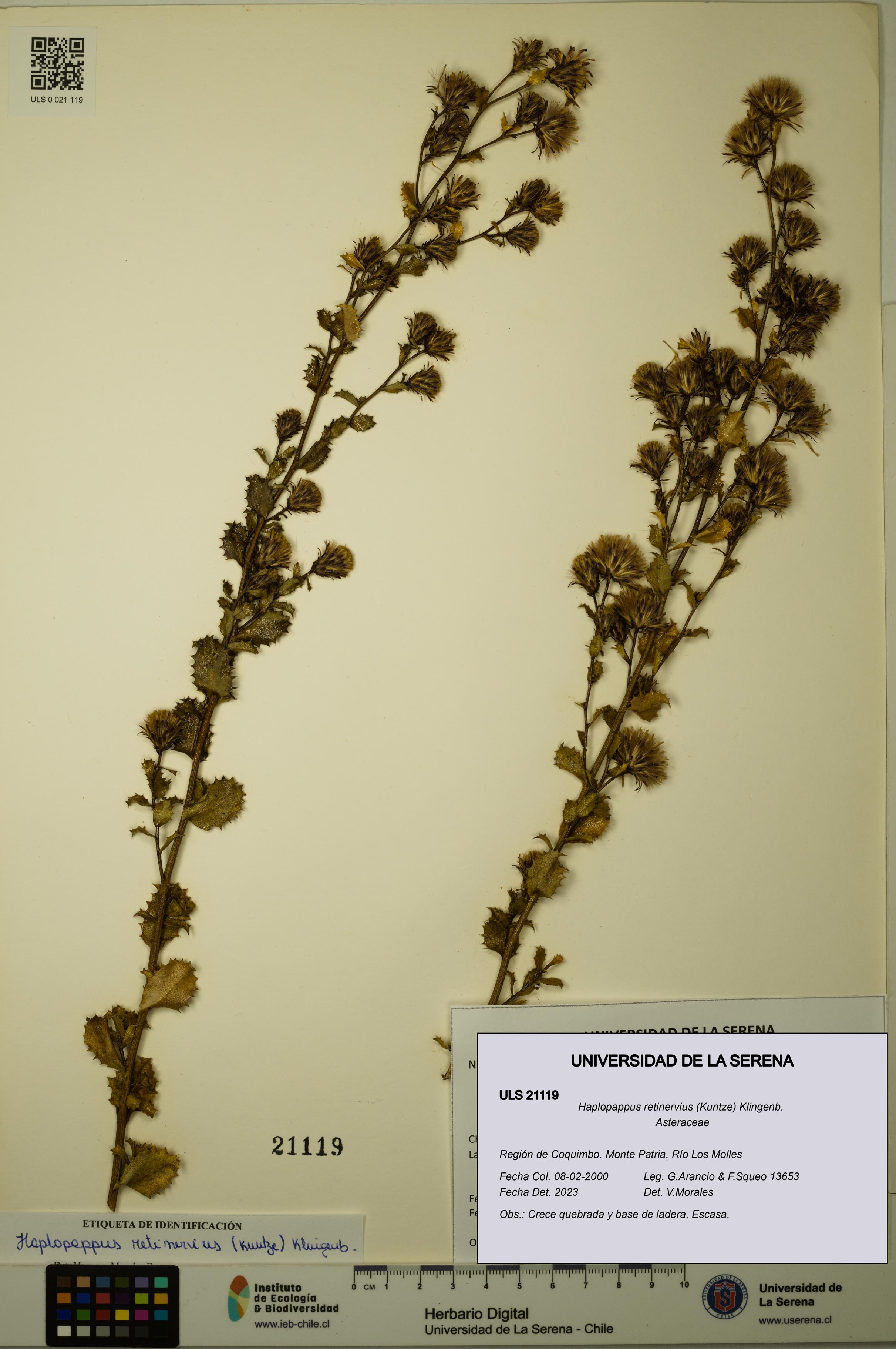 Haplopappus retinervius [Espécimen: ULS:ULS:0021119]