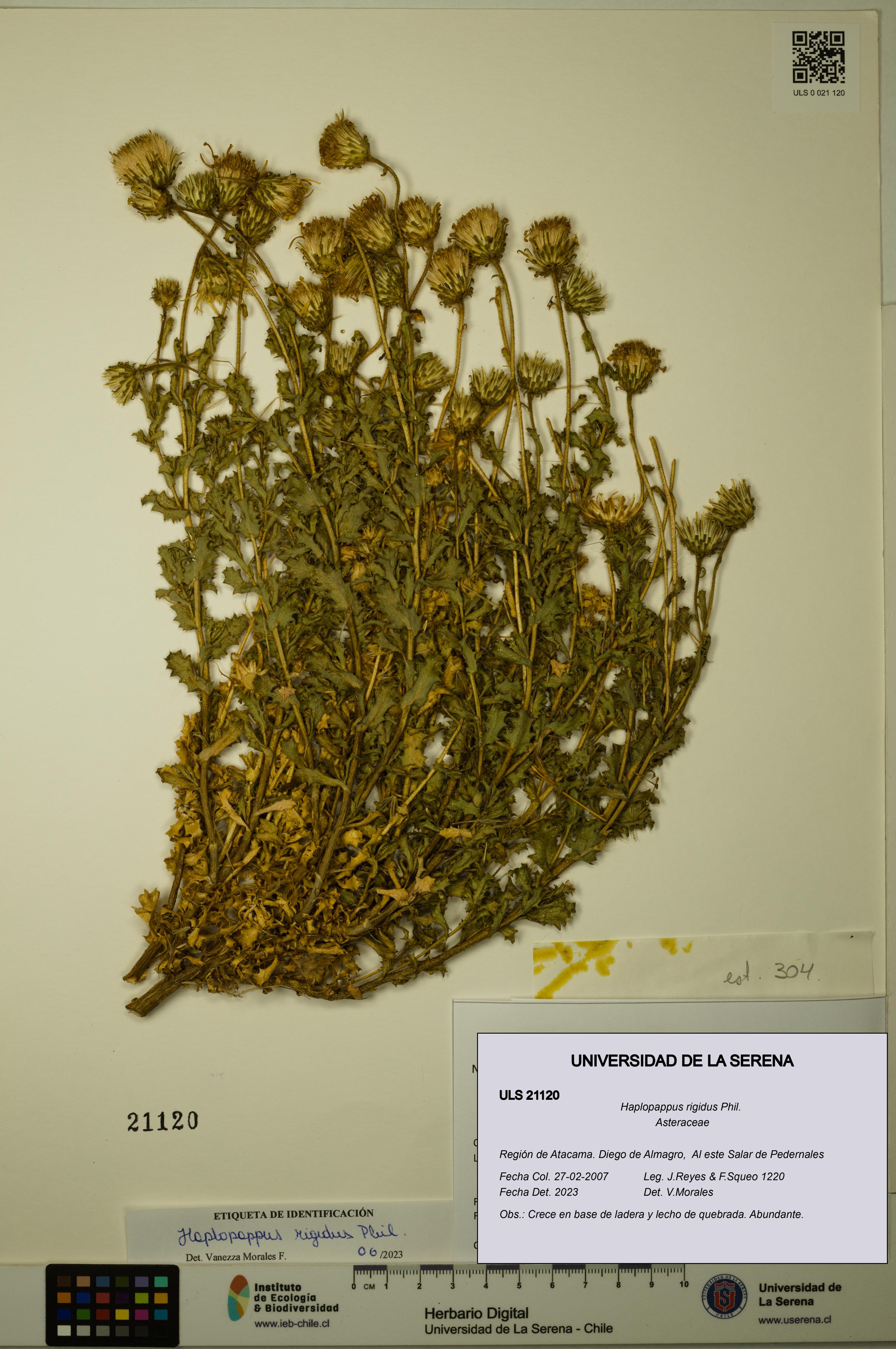 Haplopappus rigidus [Espécimen: ULS:ULS:0021120]