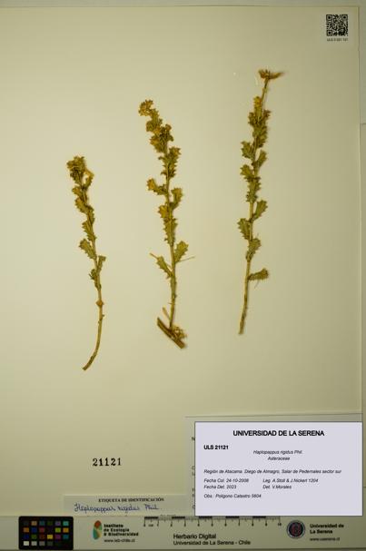Haplopappus rigidus [Espécimen: ULS:ULS:0021121]