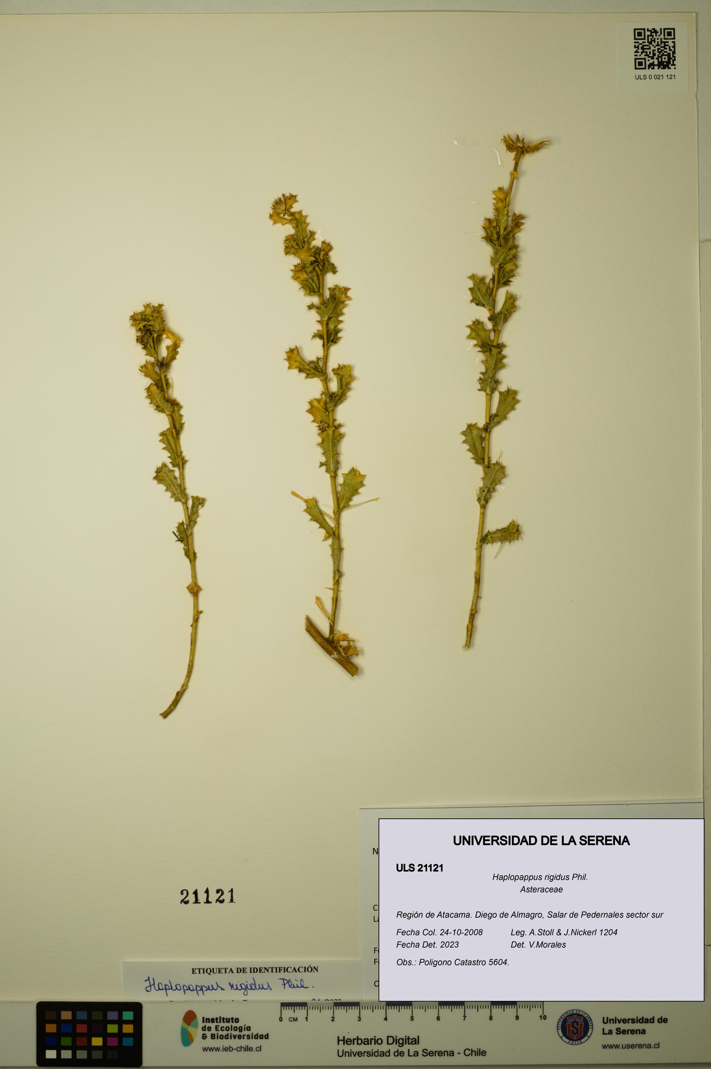 Haplopappus rigidus [Espécimen: ULS:ULS:0021121]