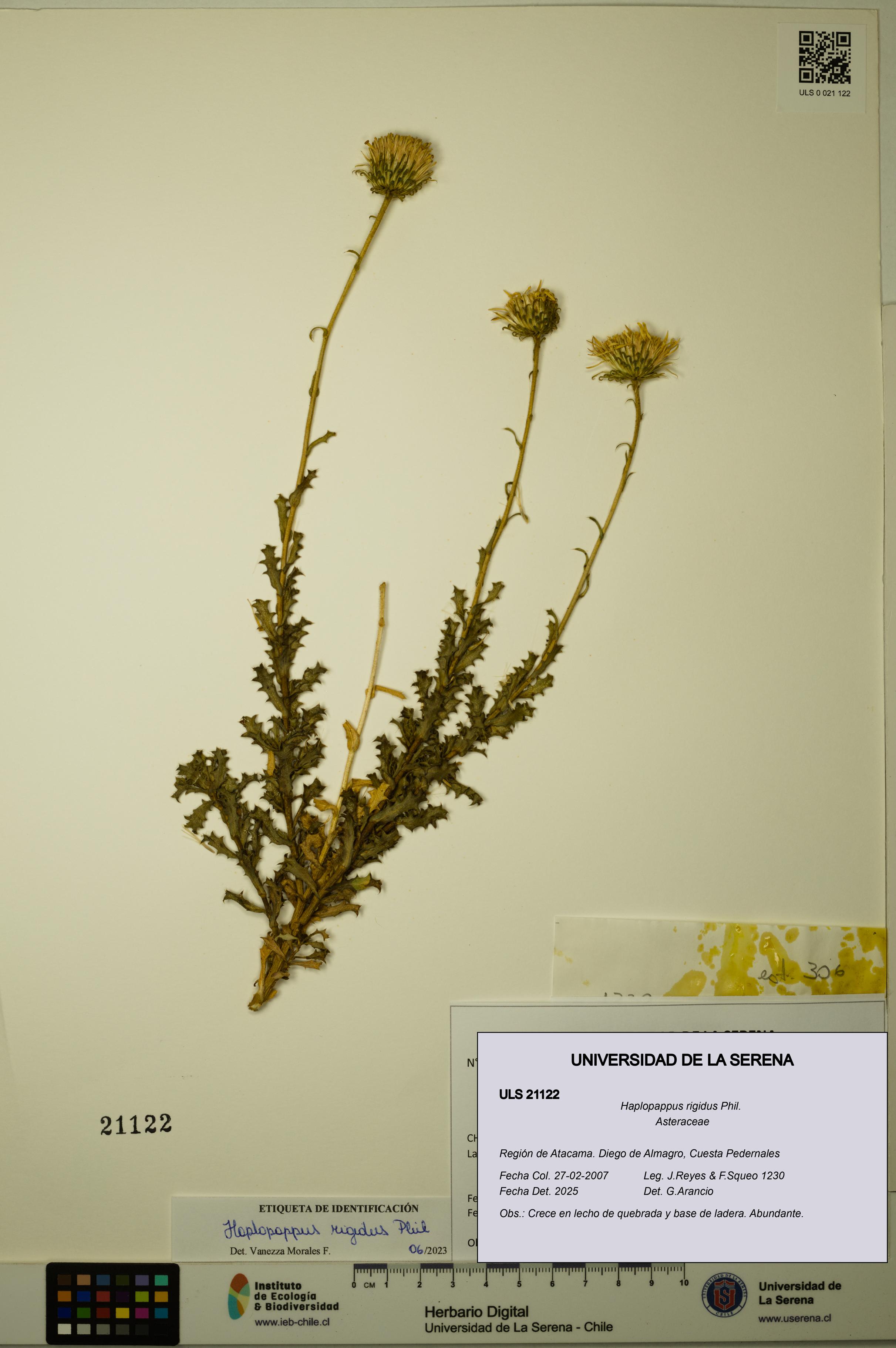 Haplopappus rigidus [Espécimen: ULS:ULS:0021122]