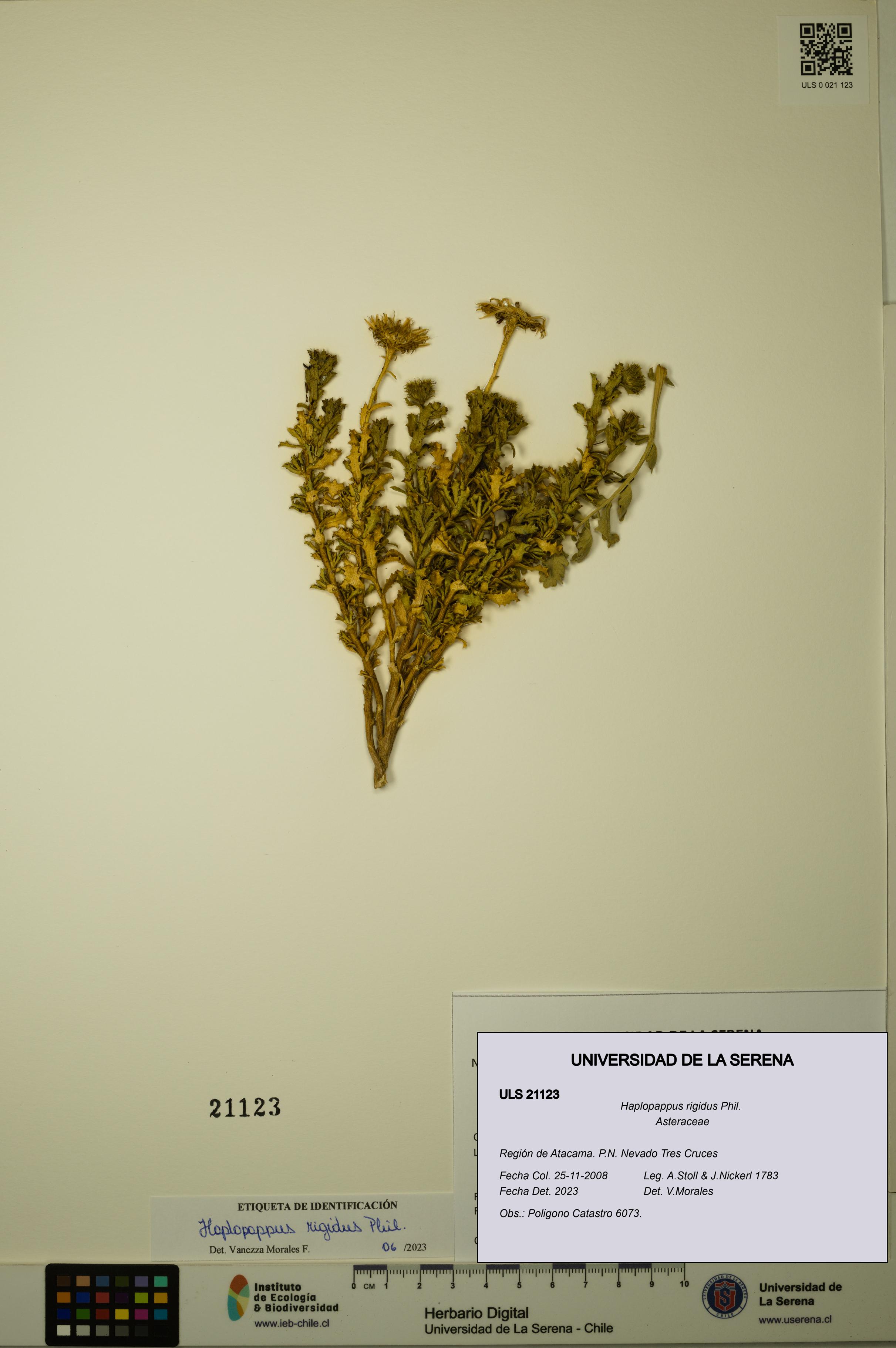 Haplopappus rigidus [Espécimen: ULS:ULS:0021123]