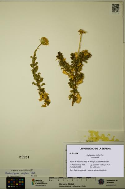 Haplopappus rigidus [Espécimen: ULS:ULS:0021124]