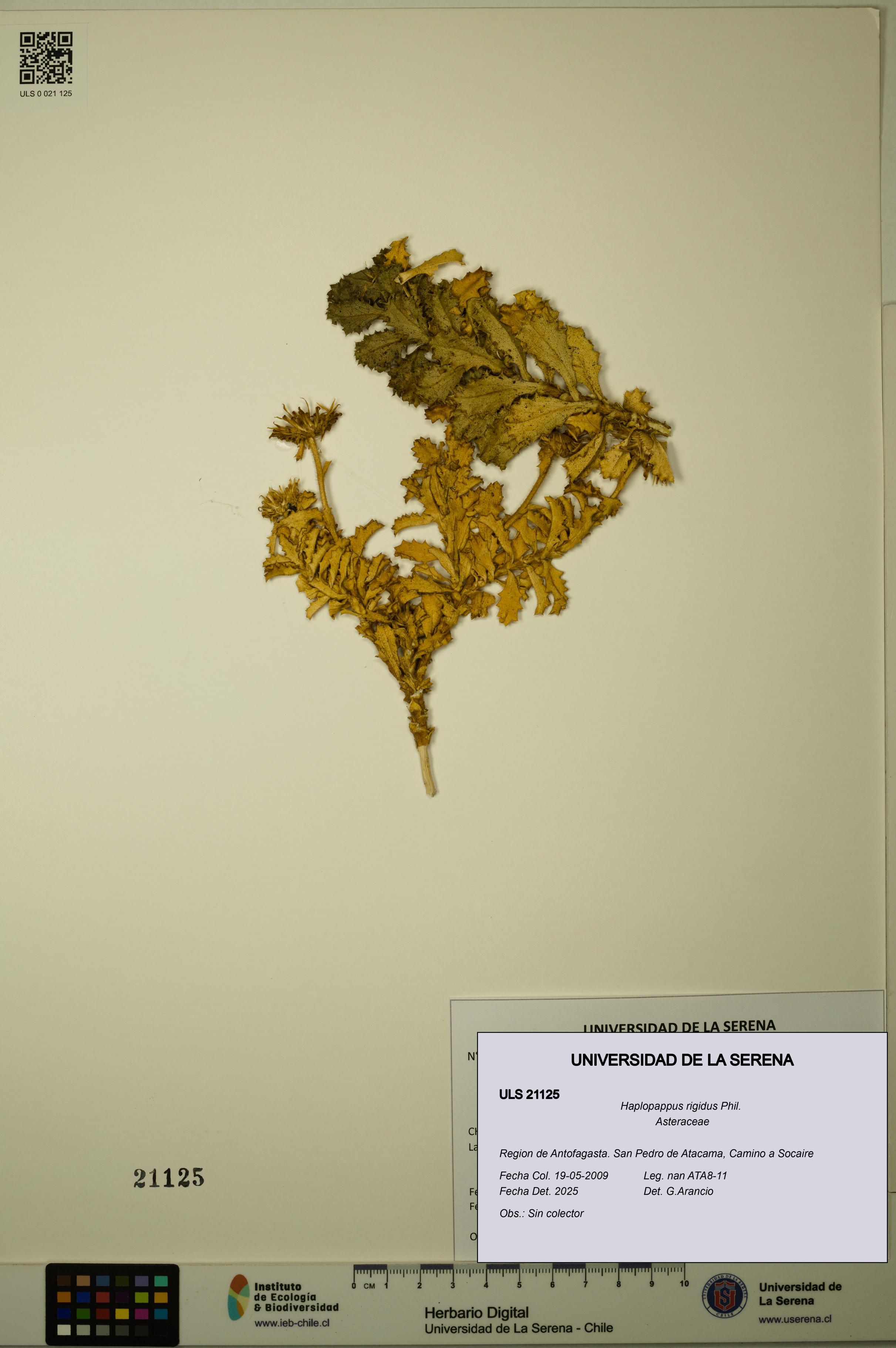 Haplopappus rigidus [Espécimen: ULS:ULS:0021125]