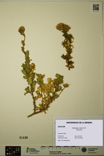 Haplopappus rigidus [Espécimen: ULS:ULS:0021126]