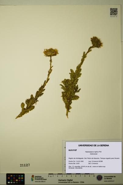 Haplopappus rigidus [Espécimen: ULS:ULS:0021127]