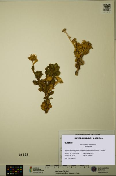 Haplopappus rigidus [Espécimen: ULS:ULS:0021128]