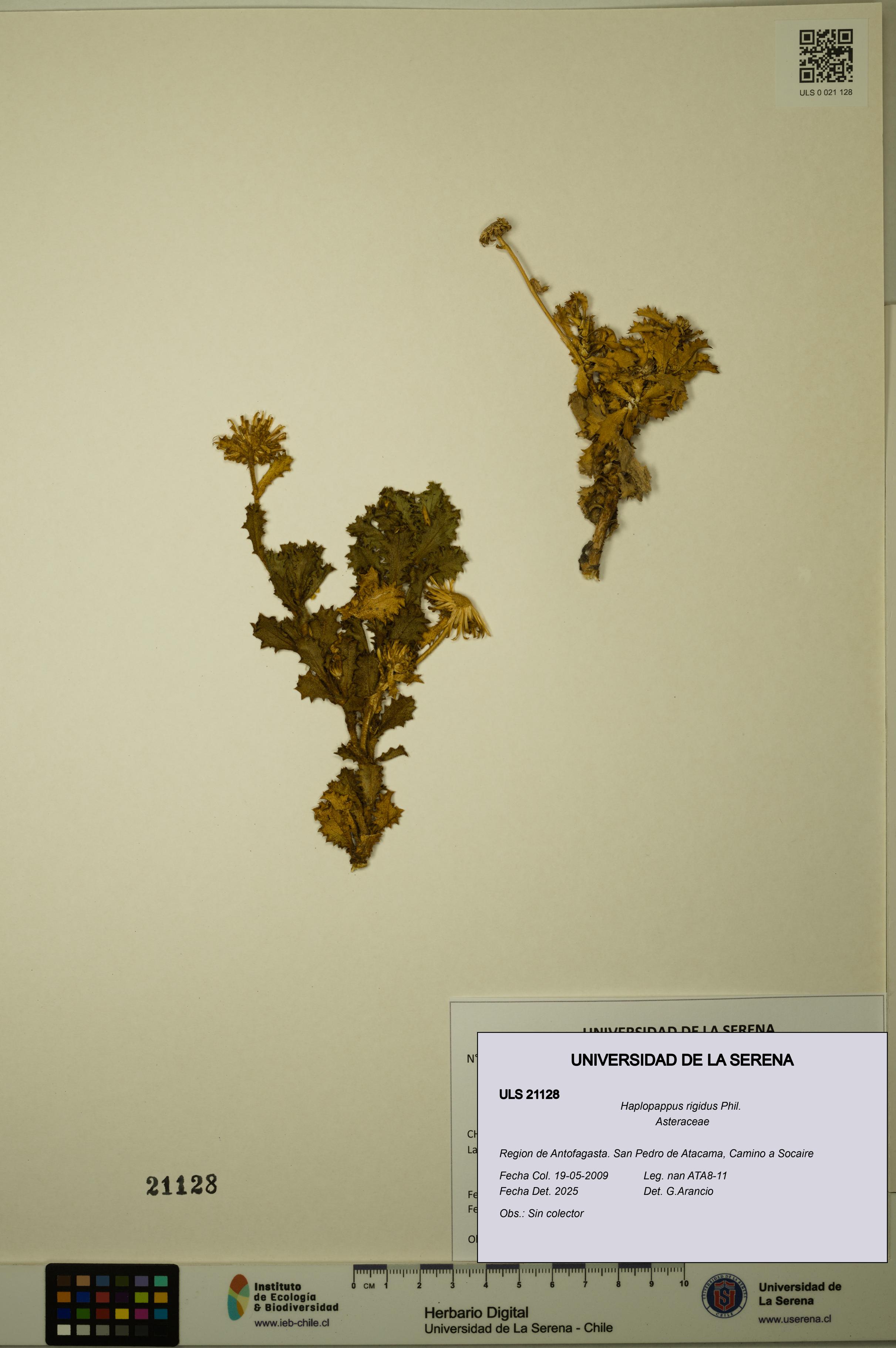 Haplopappus rigidus [Espécimen: ULS:ULS:0021128]
