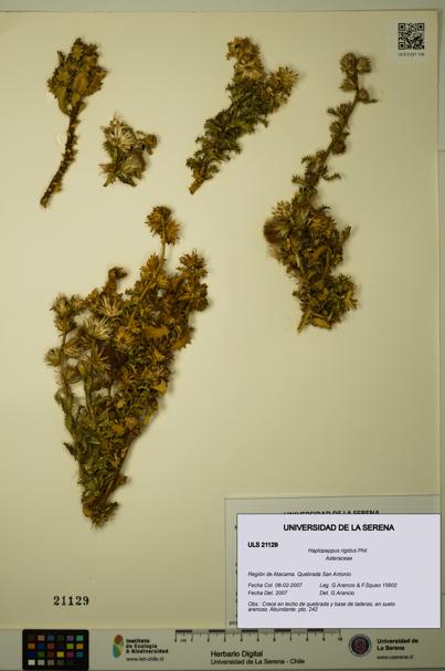 Haplopappus rigidus [Espécimen: ULS:ULS:0021129]