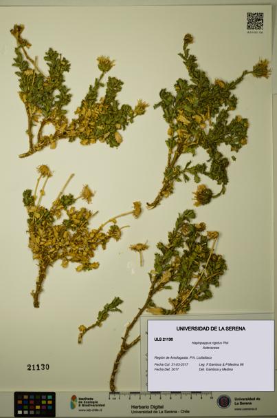 Haplopappus rigidus [Espécimen: ULS:ULS:0021130]