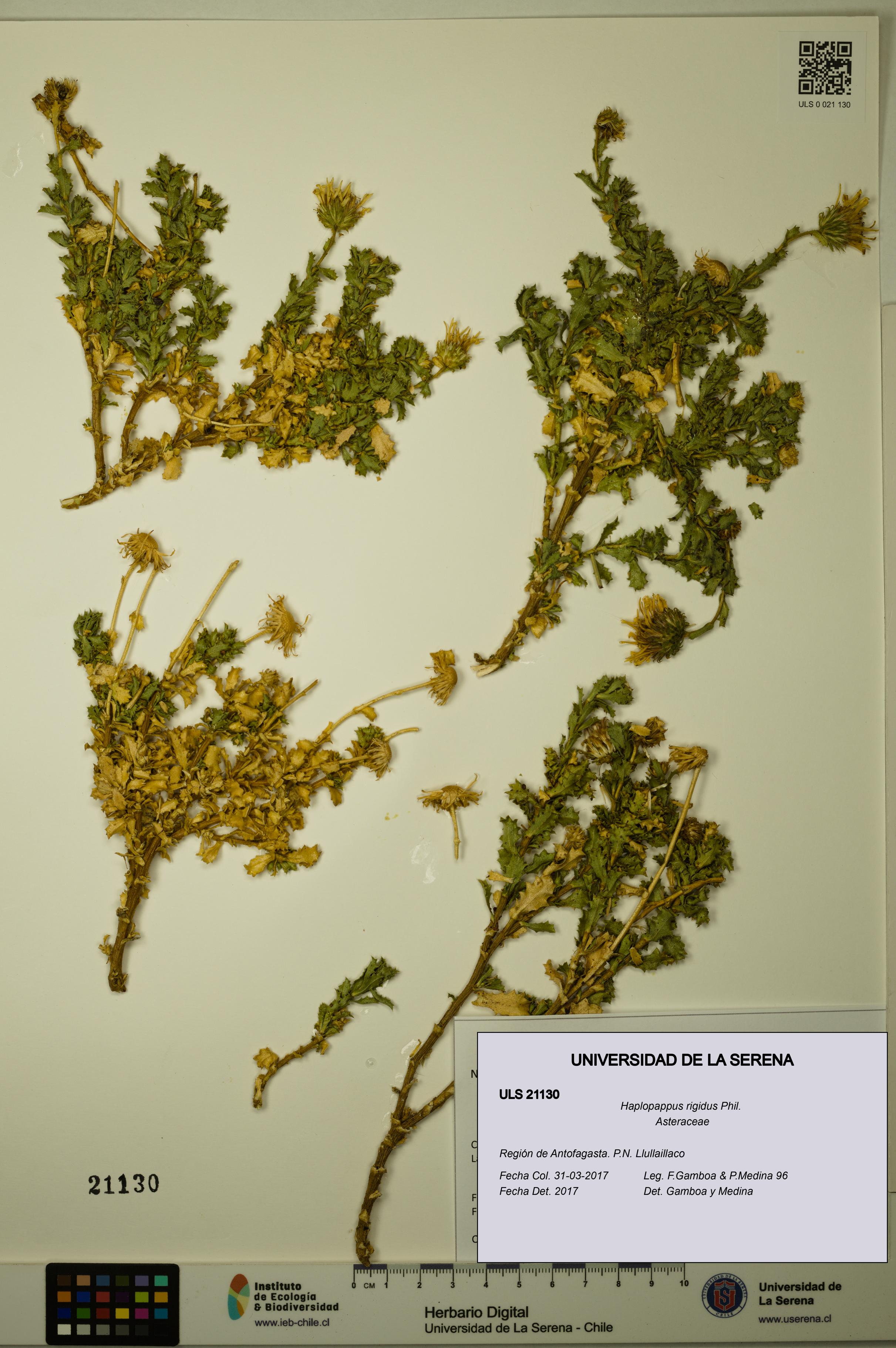 Haplopappus rigidus [Espécimen: ULS:ULS:0021130]