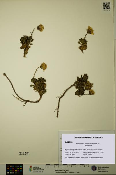 Haplopappus scrobiculatus [Espécimen: ULS:ULS:0021132]