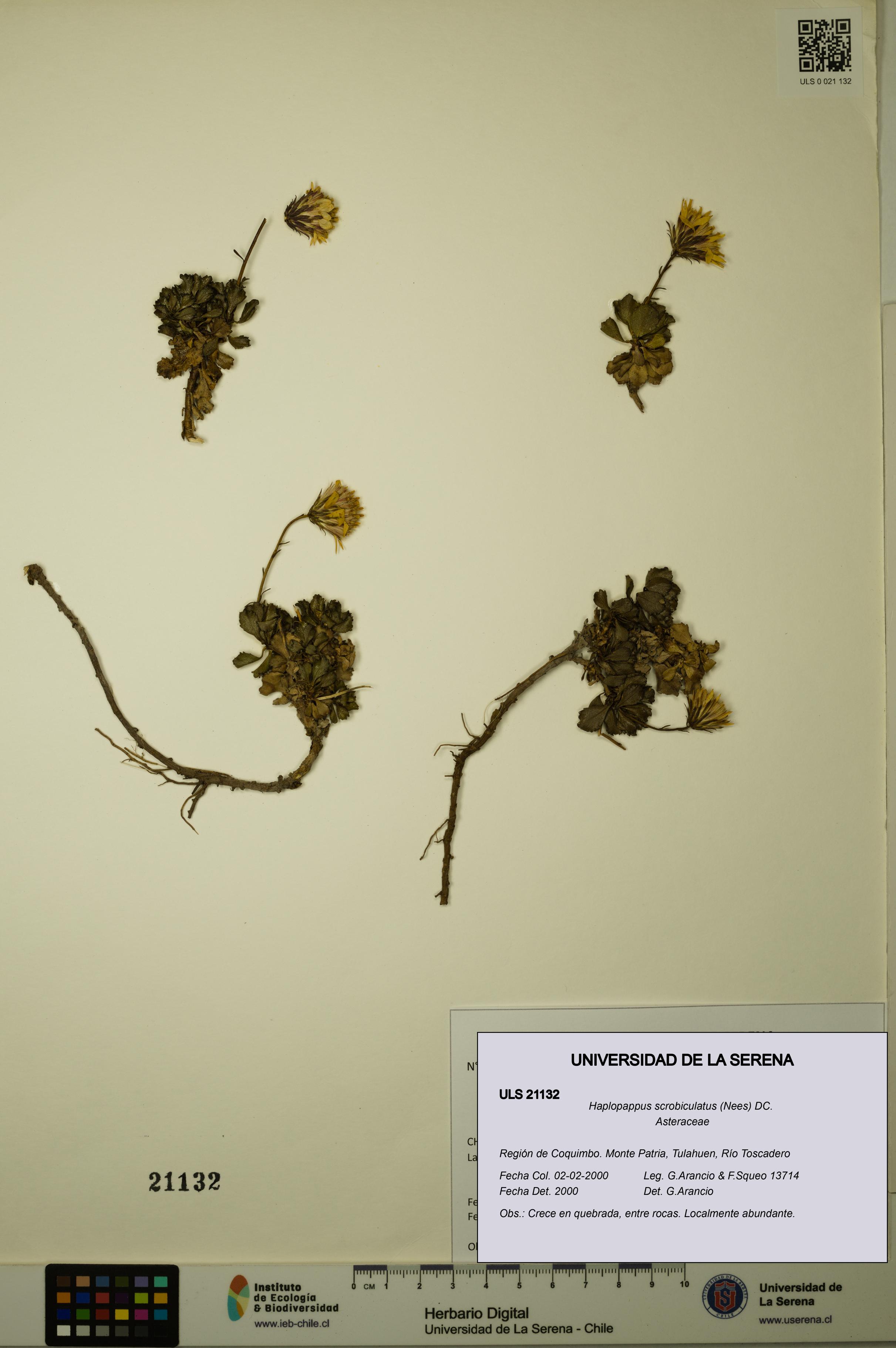 Haplopappus scrobiculatus [Espécimen: ULS:ULS:0021132]