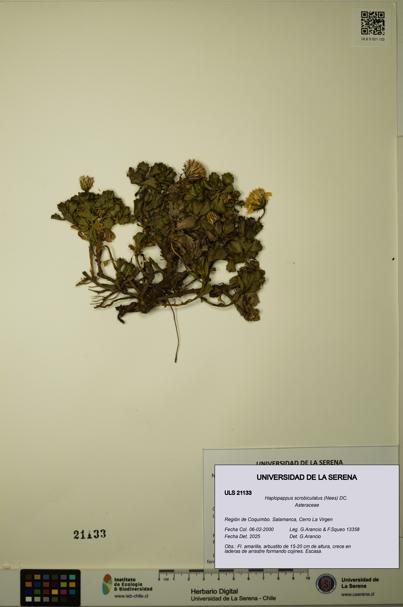 Haplopappus scrobiculatus [Espécimen: ULS:ULS:0021133]