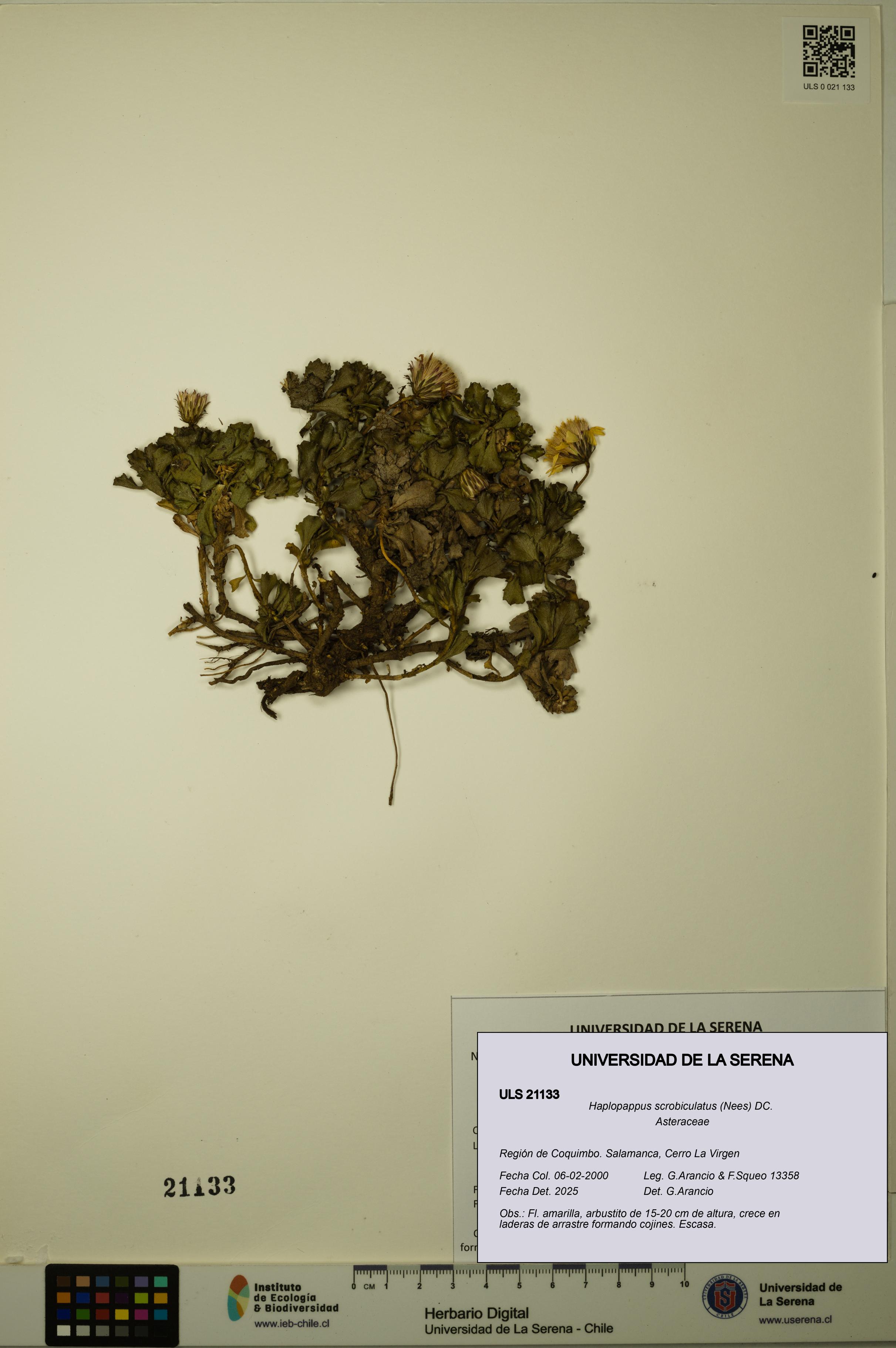 Haplopappus scrobiculatus [Espécimen: ULS:ULS:0021133]