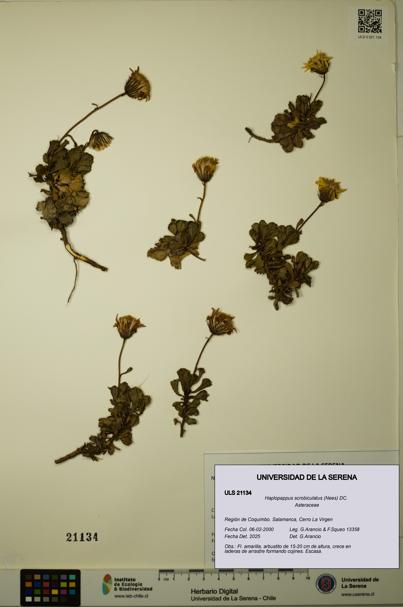 Haplopappus scrobiculatus [Espécimen: ULS:ULS:0021134]