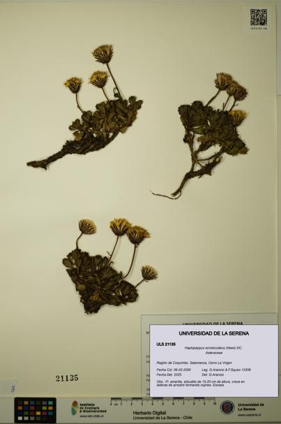 Haplopappus scrobiculatus [Espécimen: ULS:ULS:0021135]