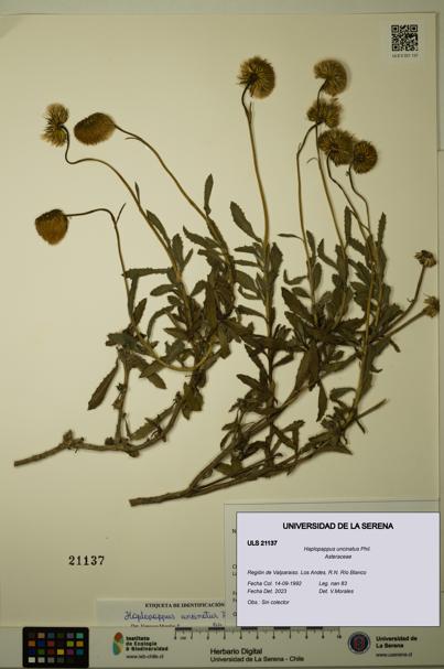 Haplopappus uncinatus [Espécimen: ULS:ULS:0021137]
