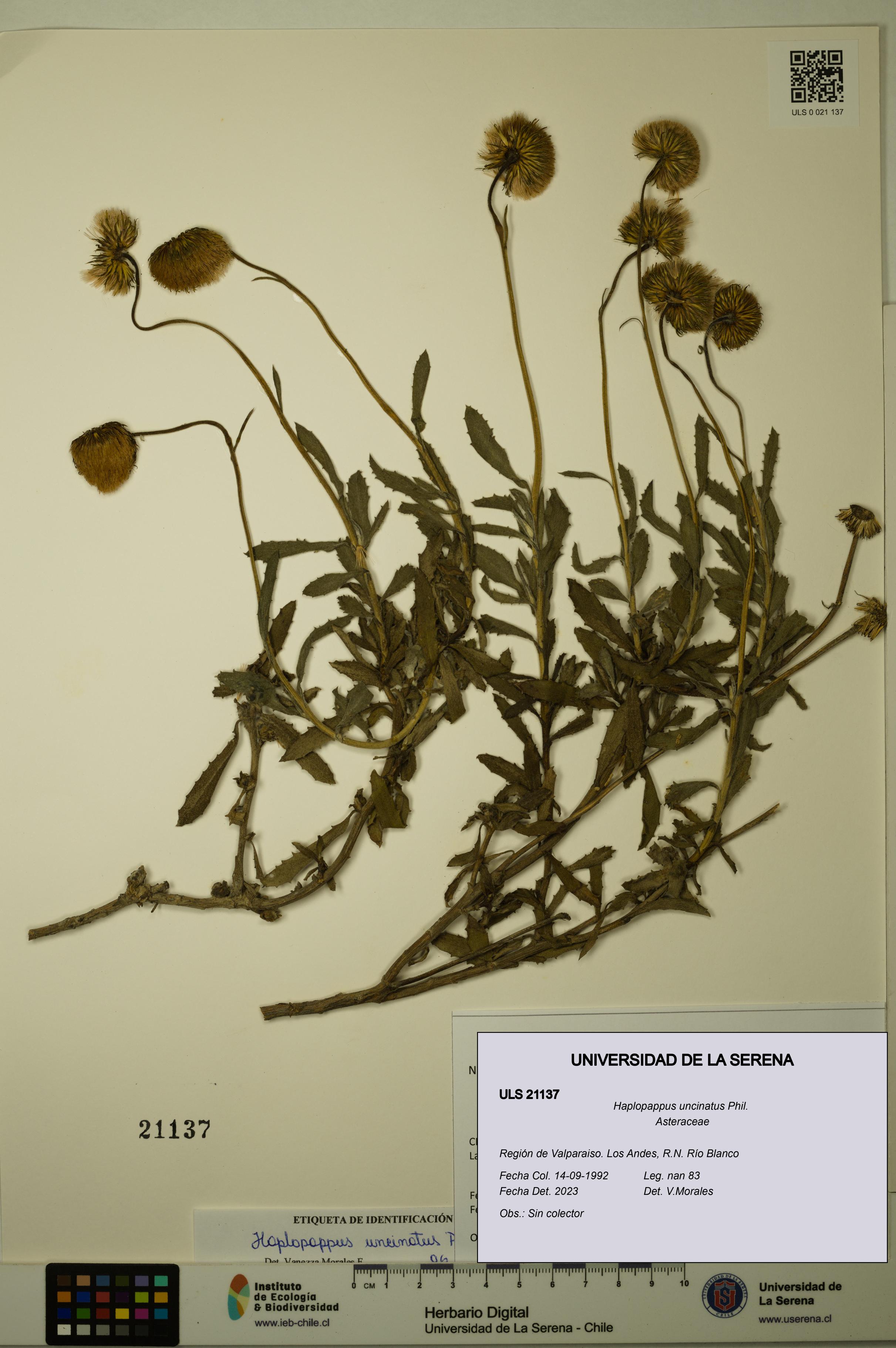 Haplopappus uncinatus [Espécimen: ULS:ULS:0021137]