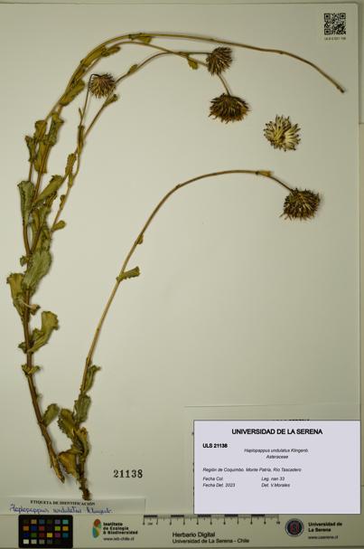Haplopappus undulatus [Espécimen: ULS:ULS:0021138]