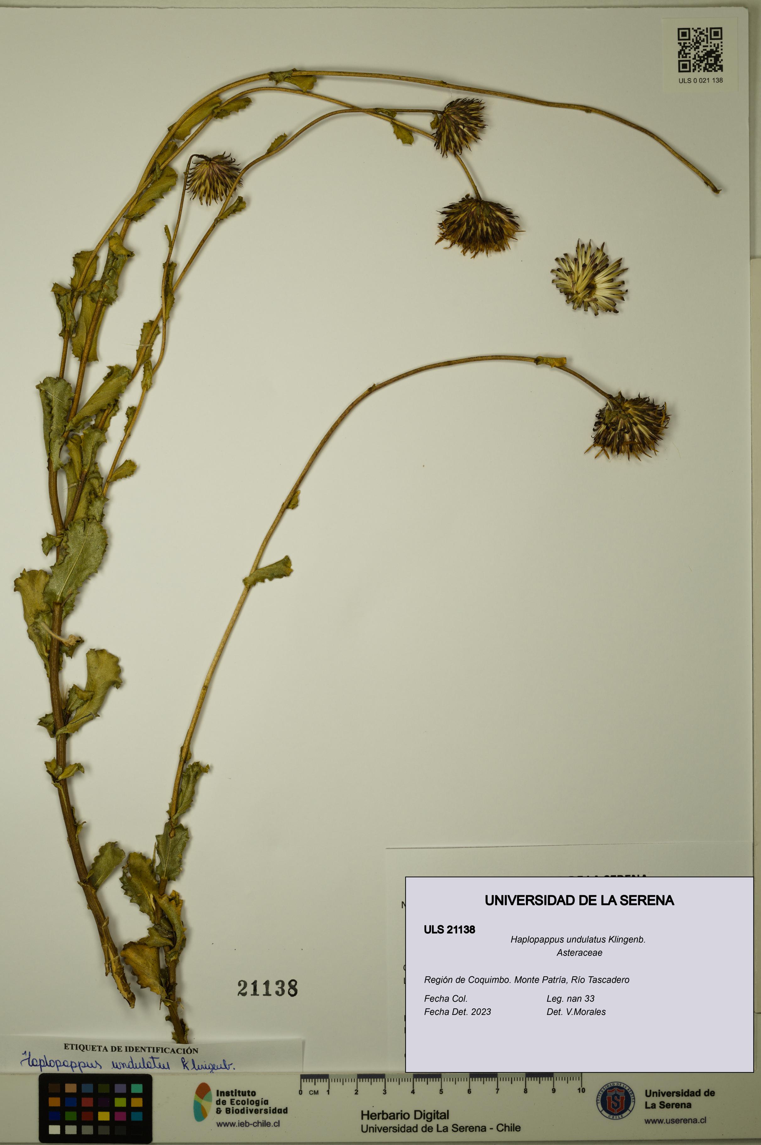 Haplopappus undulatus [Espécimen: ULS:ULS:0021138]