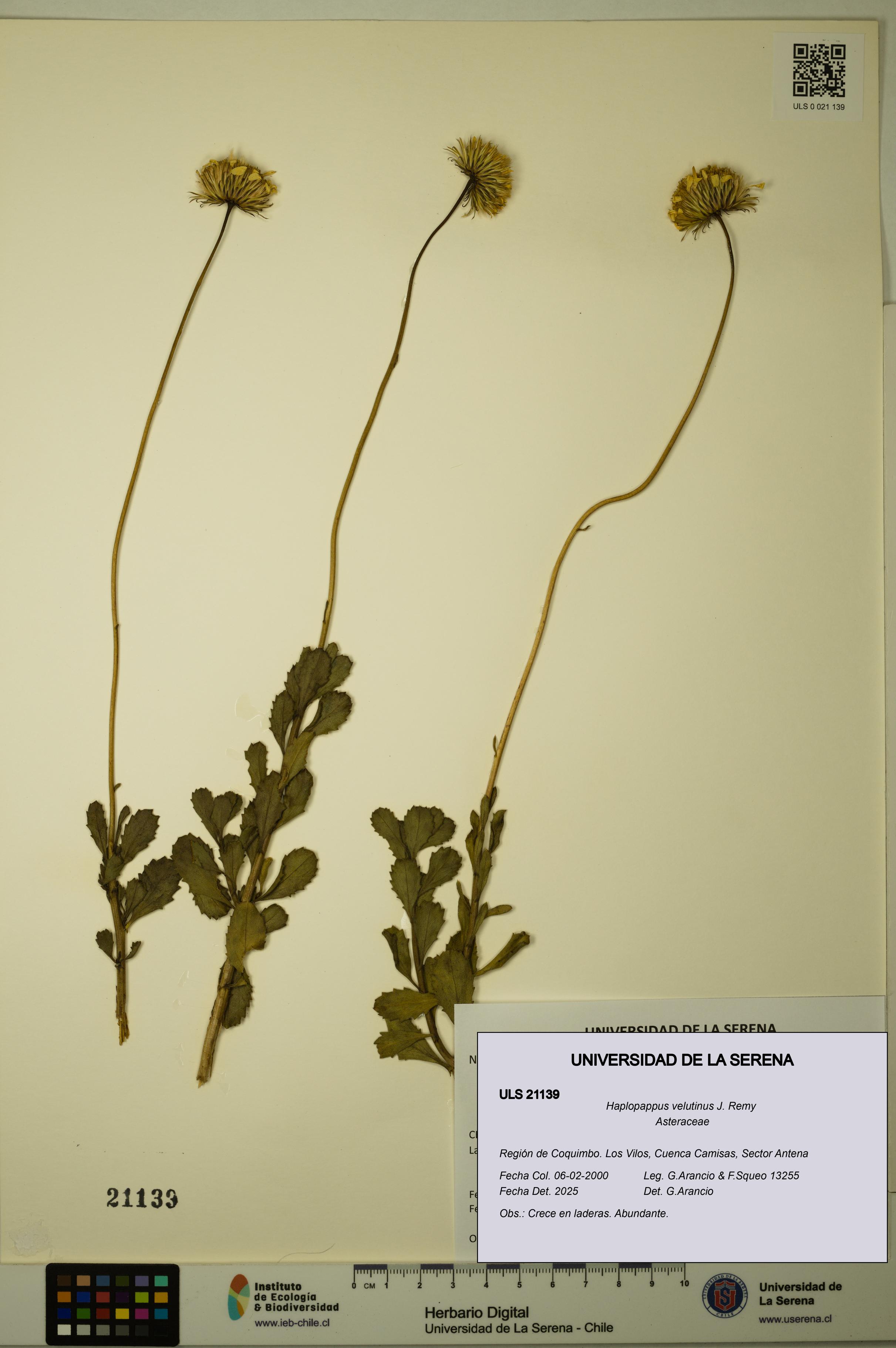 Haplopappus velutinus [Espécimen: ULS:ULS:0021139]