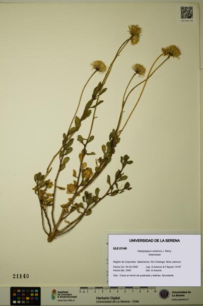Haplopappus velutinus [Espécimen: ULS:ULS:0021140]