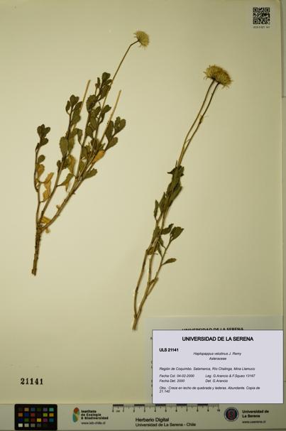 Haplopappus velutinus [Espécimen: ULS:ULS:0021141]
