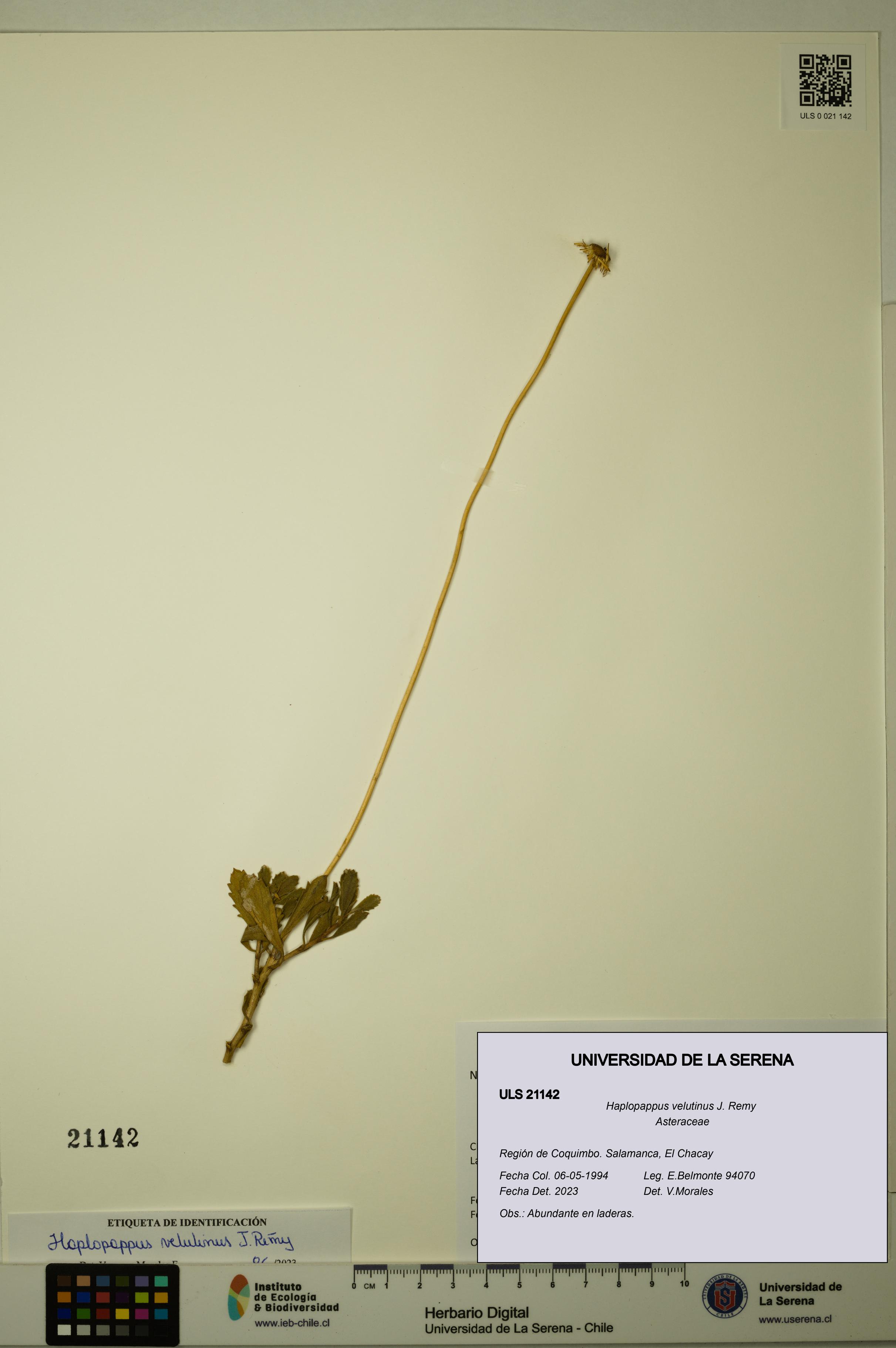 Haplopappus velutinus [Espécimen: ULS:ULS:0021142]