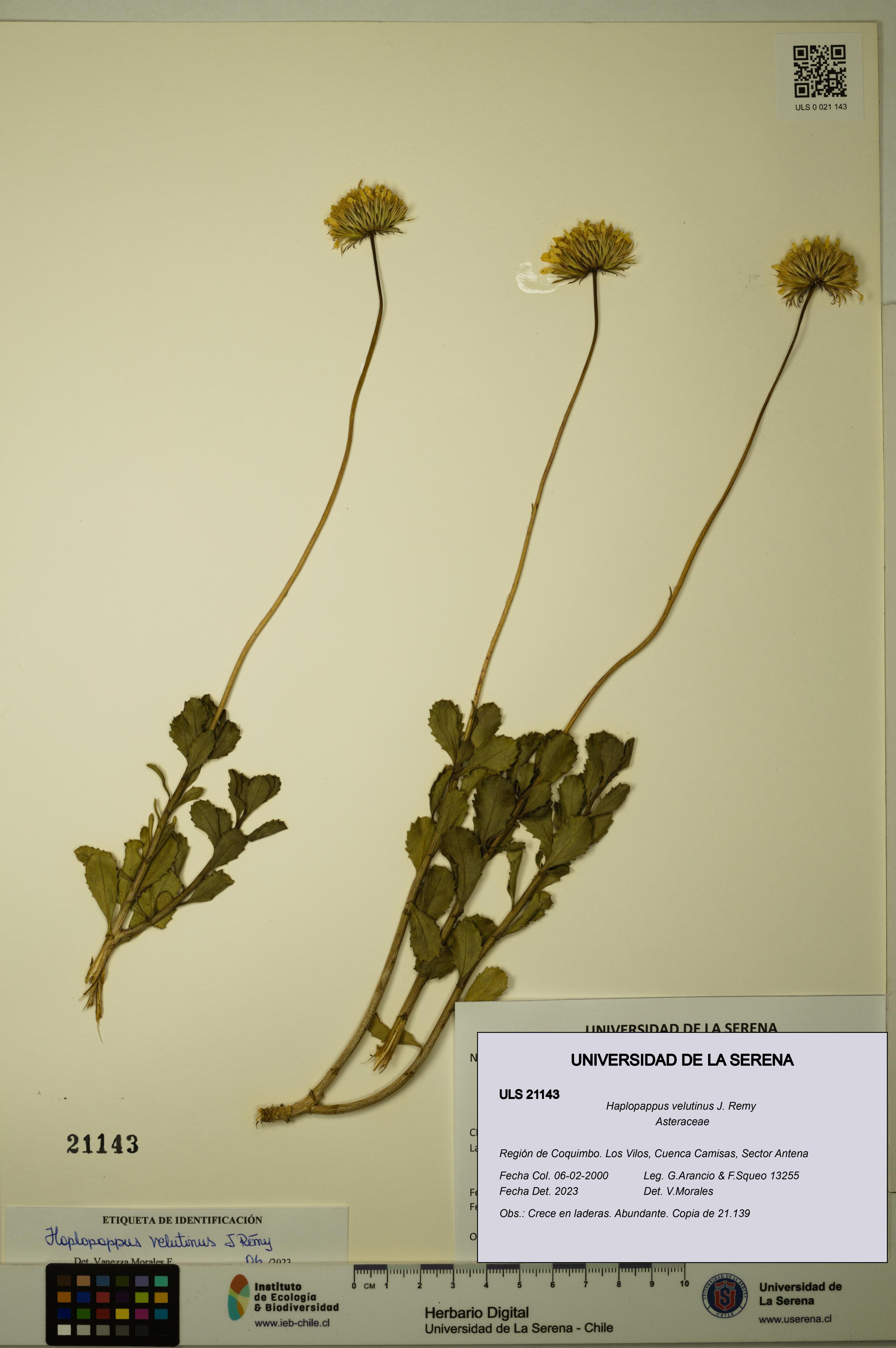 Haplopappus velutinus [Espécimen: ULS:ULS:0021143]