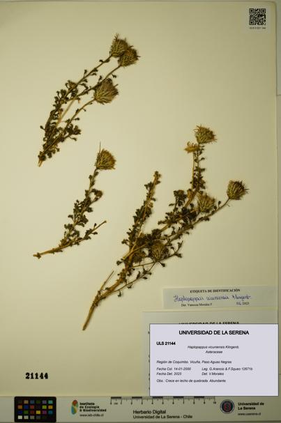 Haplopappus vicuniensis [Espécimen: ULS:ULS:0021144]
