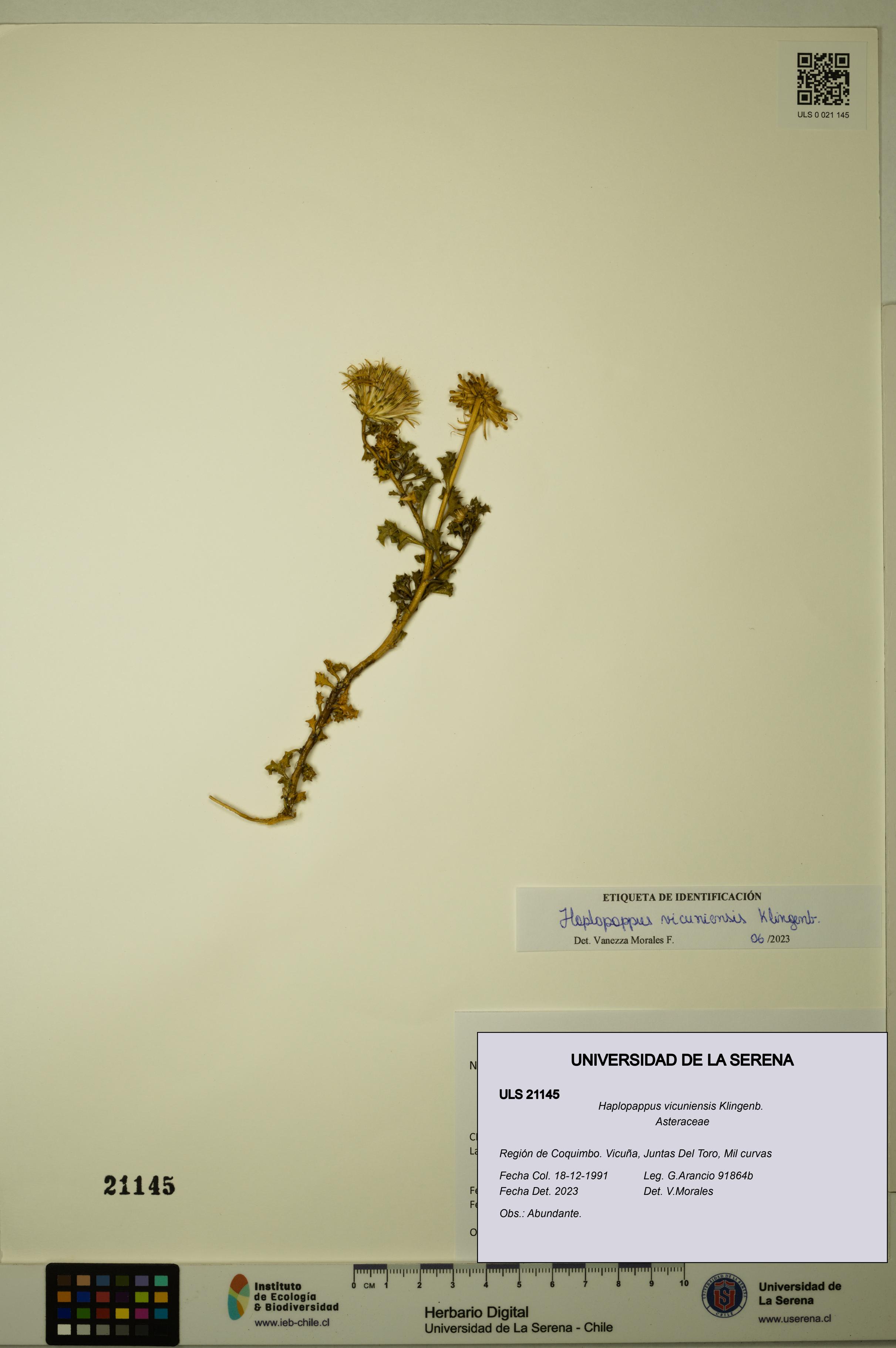 Haplopappus vicuniensis [Espécimen: ULS:ULS:0021145]