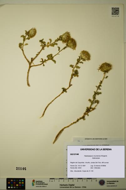 Haplopappus vicuniensis [Espécimen: ULS:ULS:0021146]