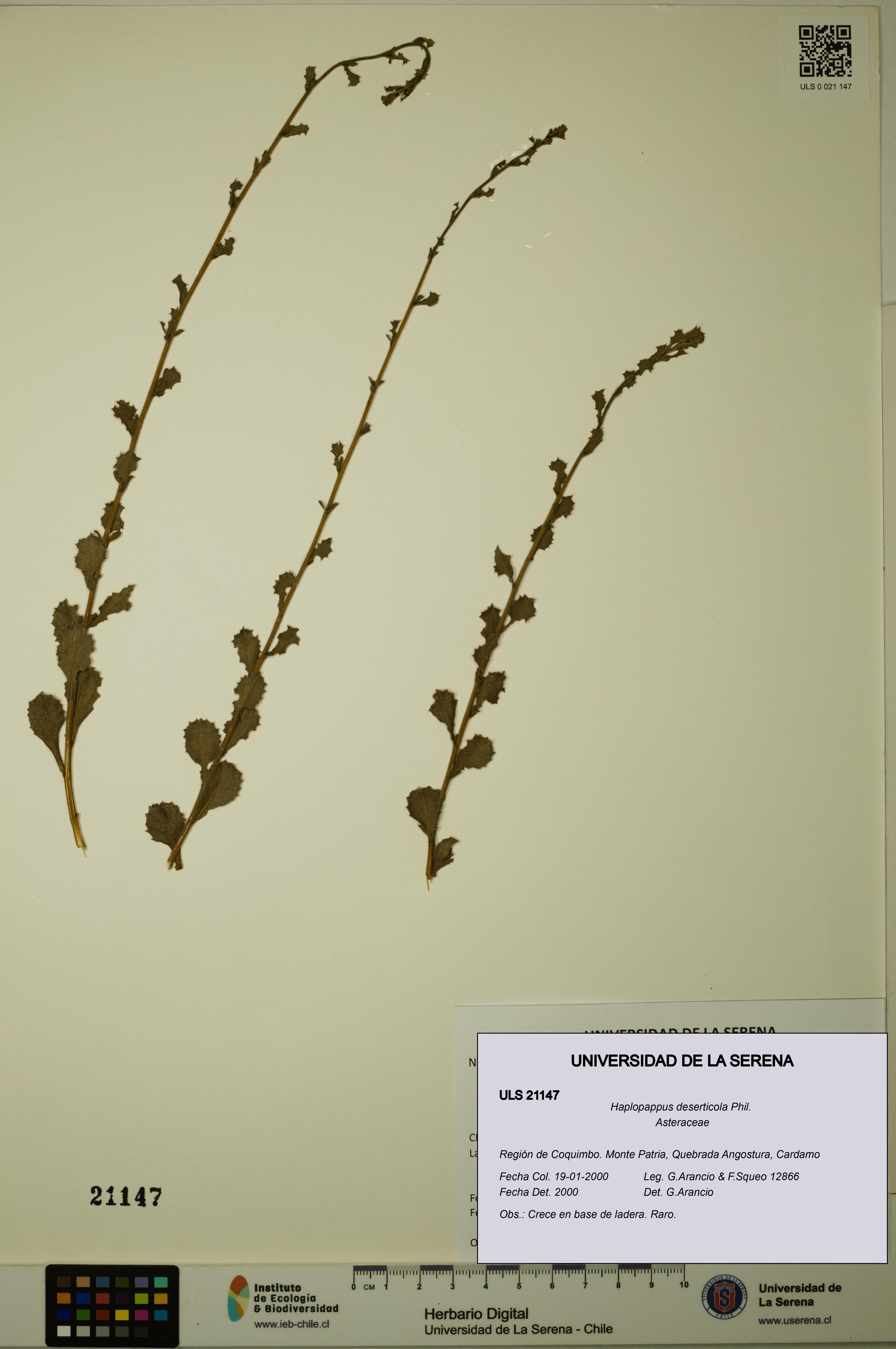 Haplopappus deserticola [Espécimen: ULS:ULS:0021147]