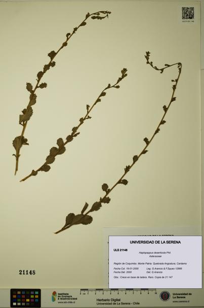 Haplopappus deserticola [Espécimen: ULS:ULS:0021148]