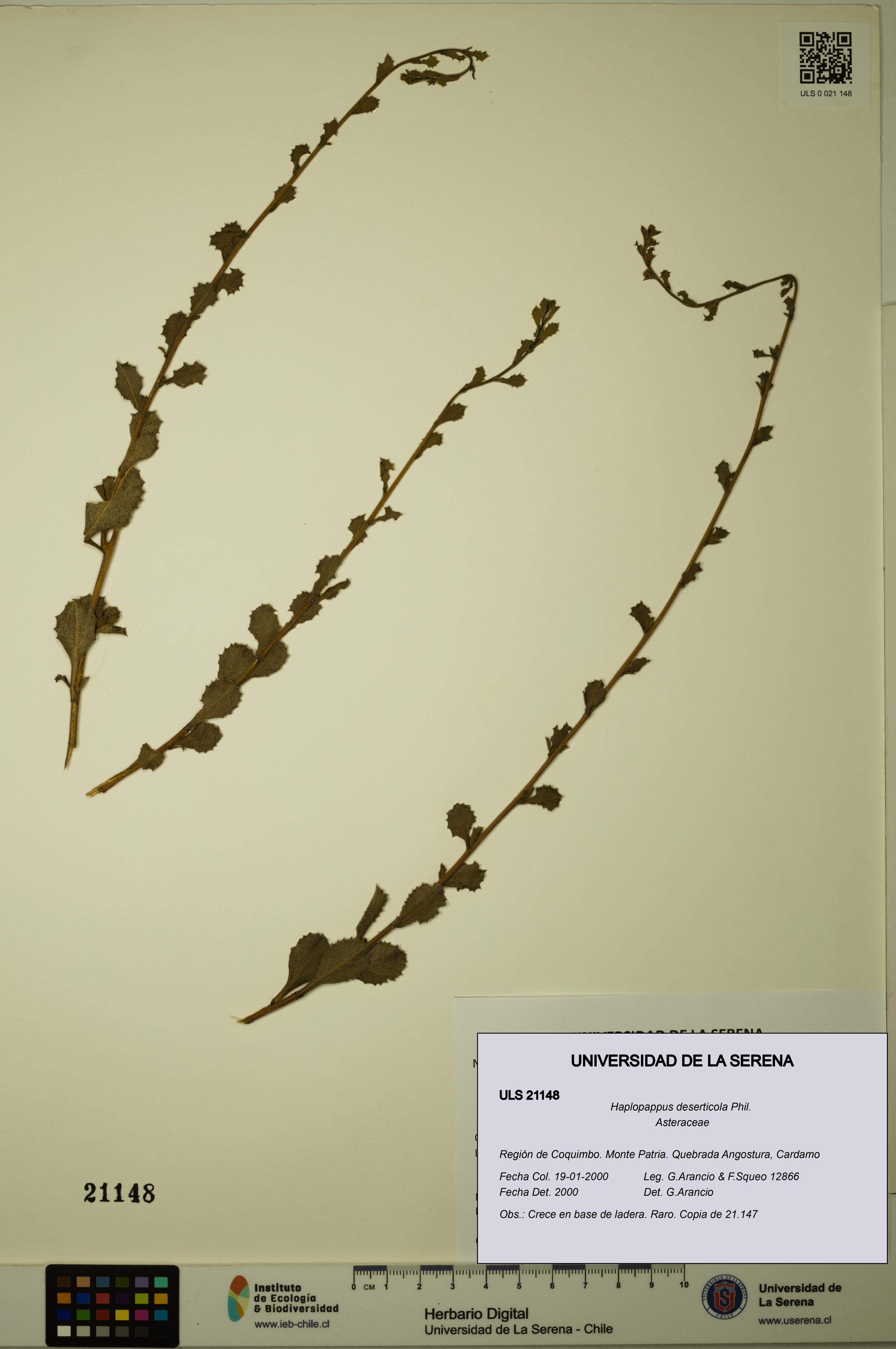 Haplopappus deserticola [Espécimen: ULS:ULS:0021148]