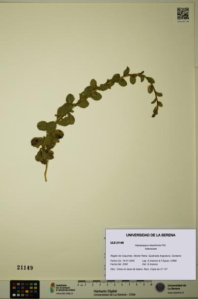Haplopappus deserticola [Espécimen: ULS:ULS:0021149]