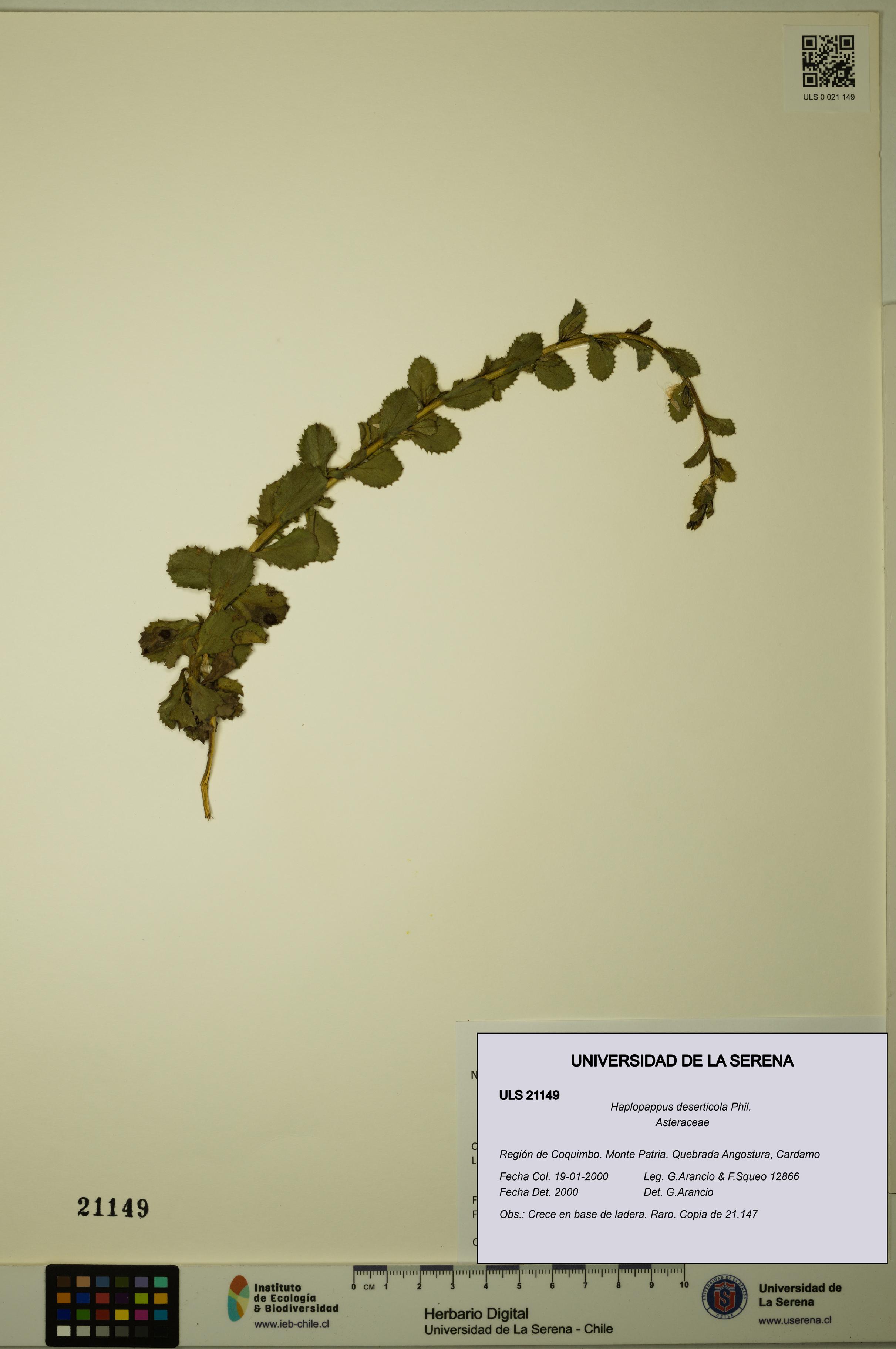 Haplopappus deserticola [Espécimen: ULS:ULS:0021149]