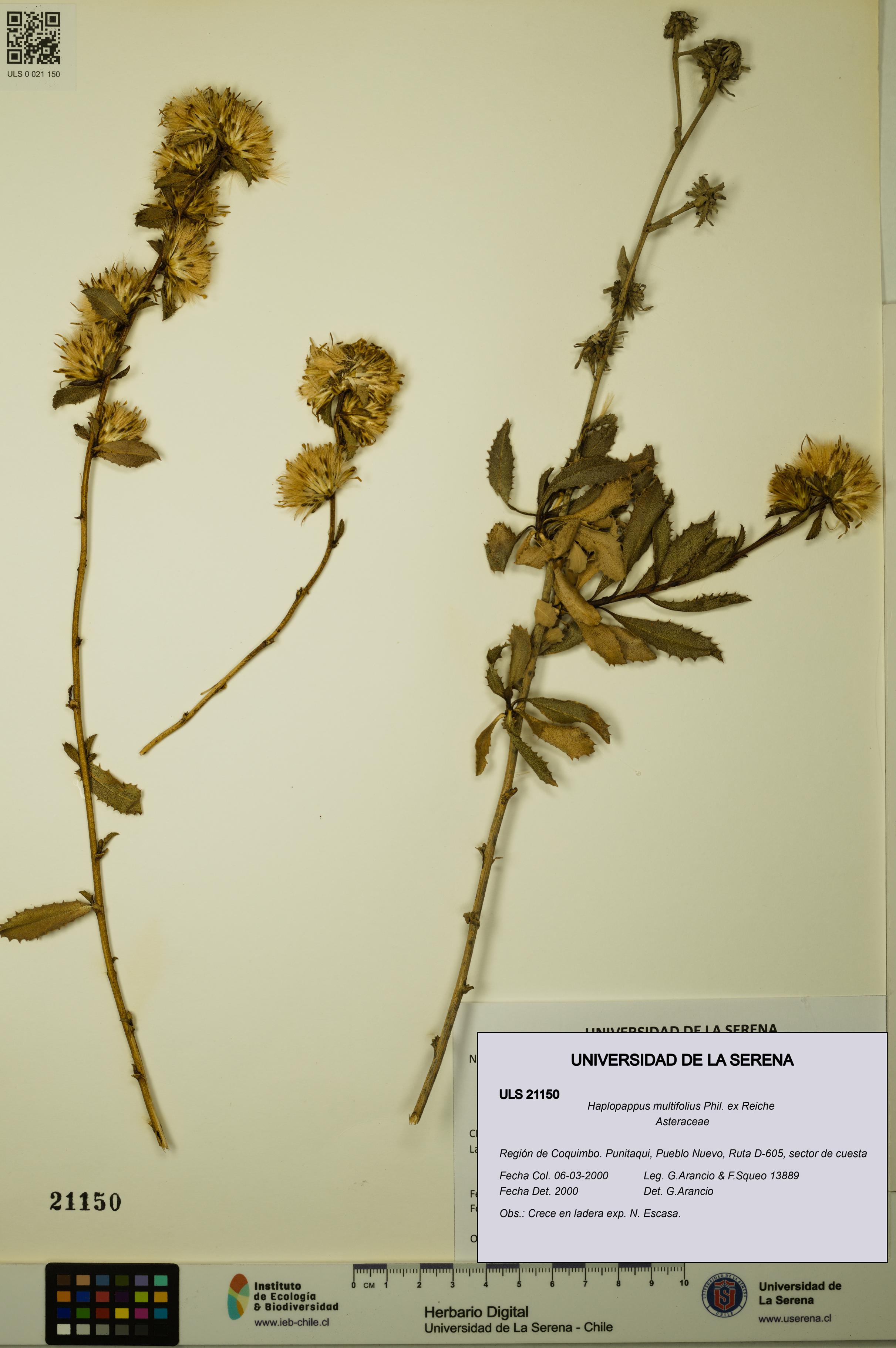 Haplopappus multifolius [Espécimen: ULS:ULS:0021150]