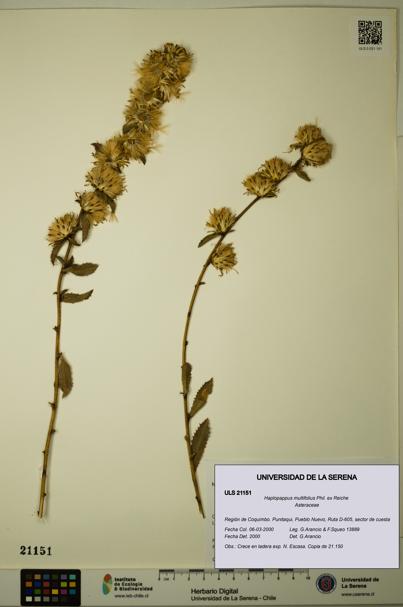 Haplopappus multifolius [Espécimen: ULS:ULS:0021151]