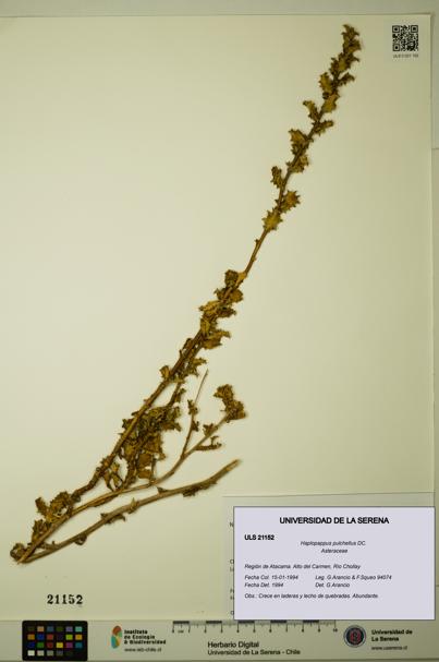 Haplopappus pulchellus [Espécimen: ULS:ULS:0021152]