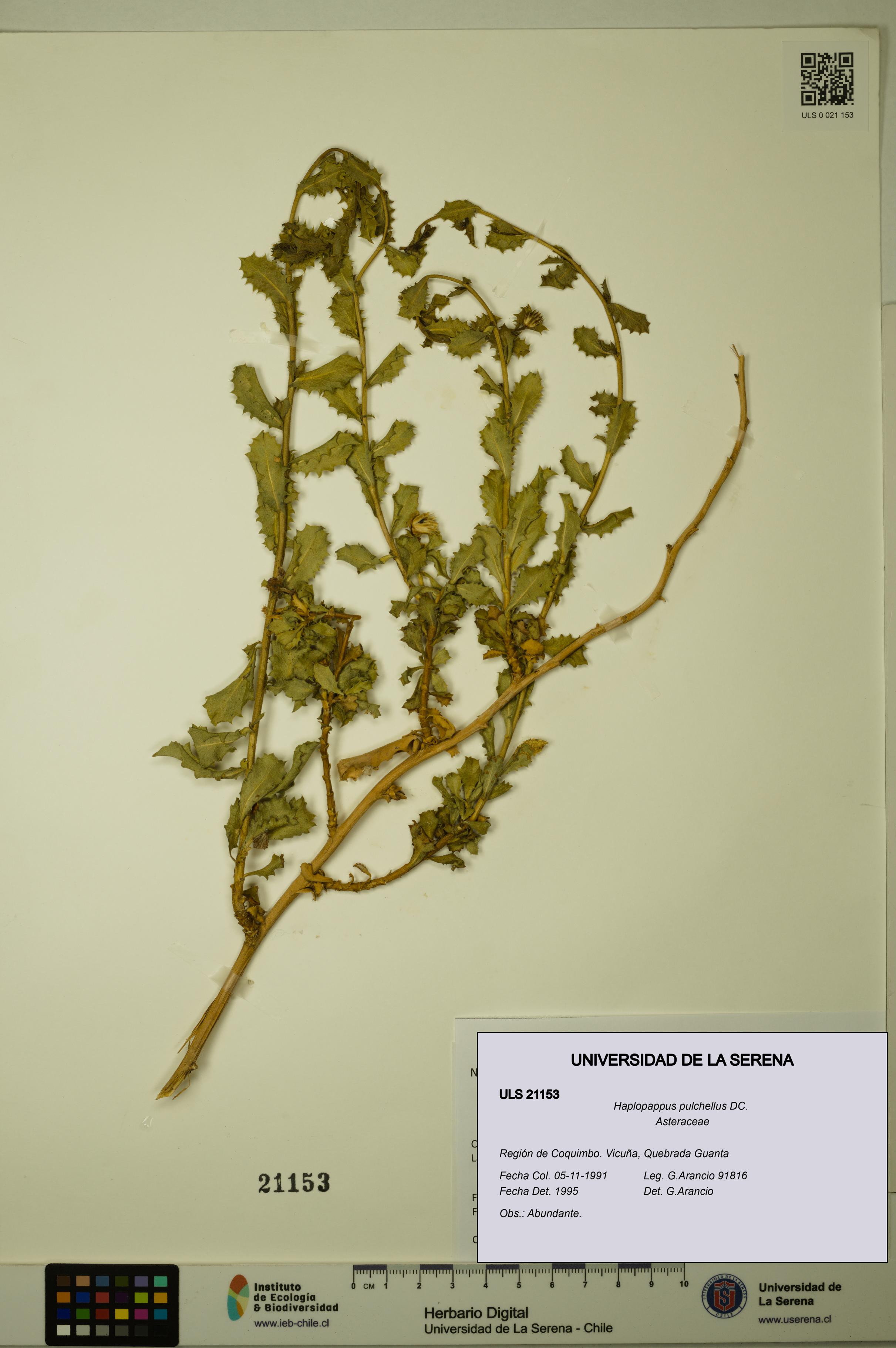 Haplopappus pulchellus [Espécimen: ULS:ULS:0021153]