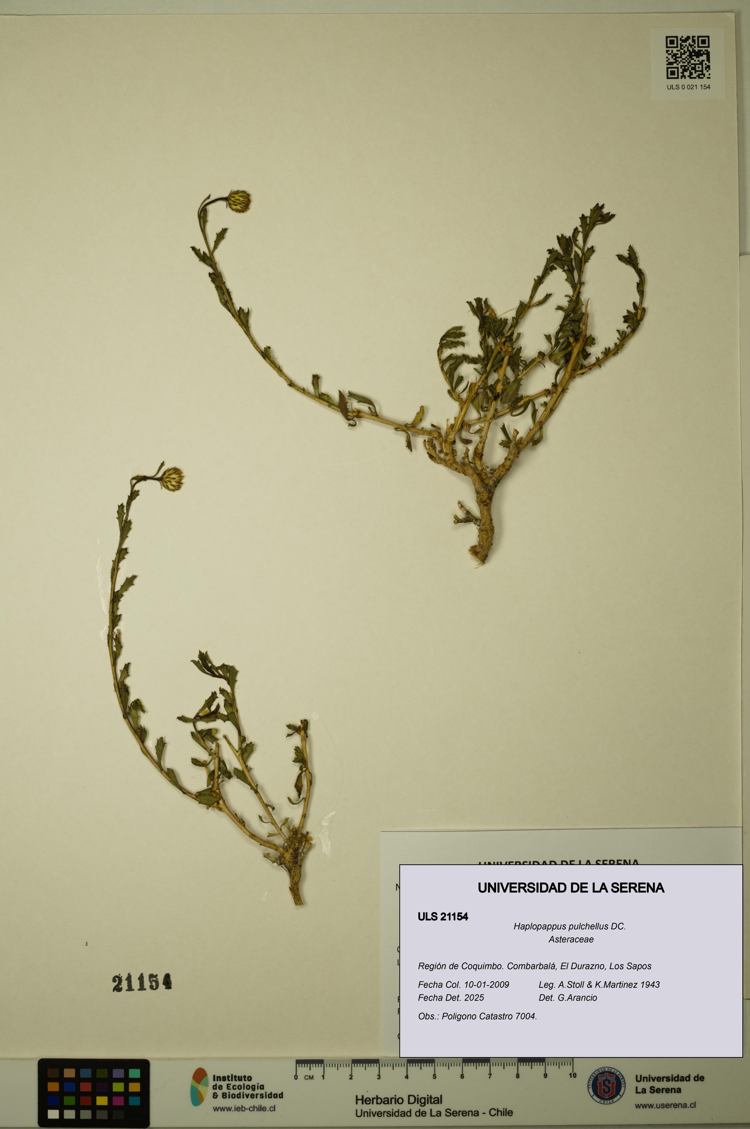 Haplopappus pulchellus [Espécimen: ULS:ULS:0021154]