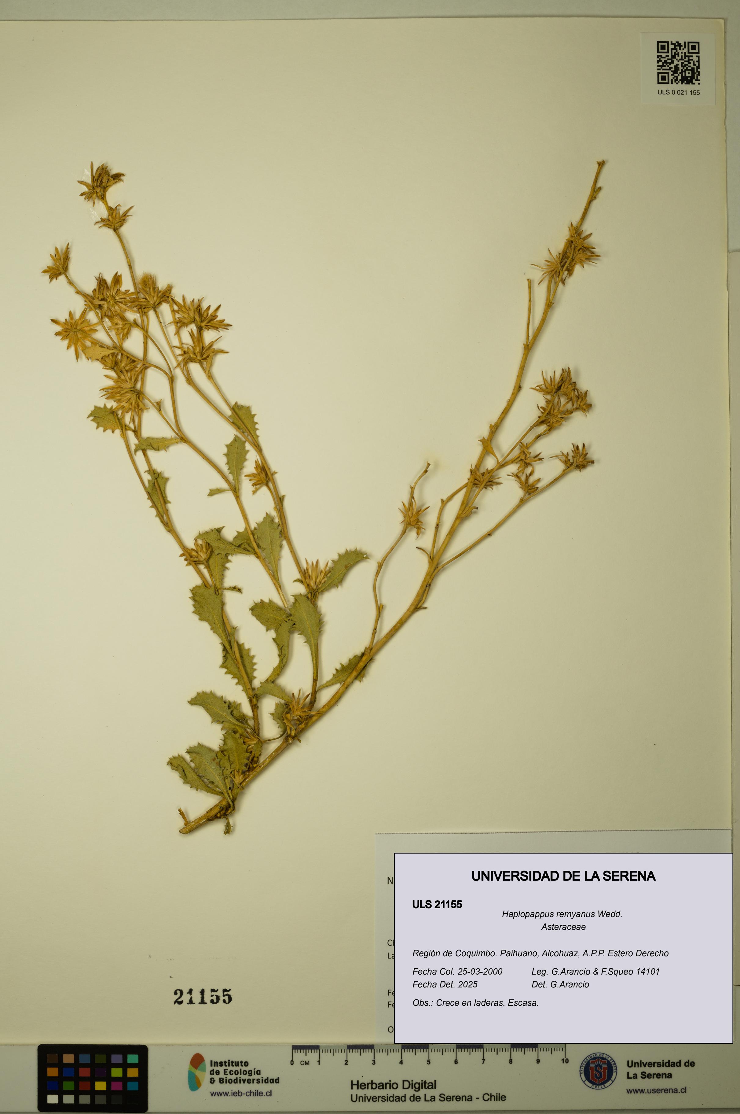 Haplopappus remyanus [Espécimen: ULS:ULS:0021155]