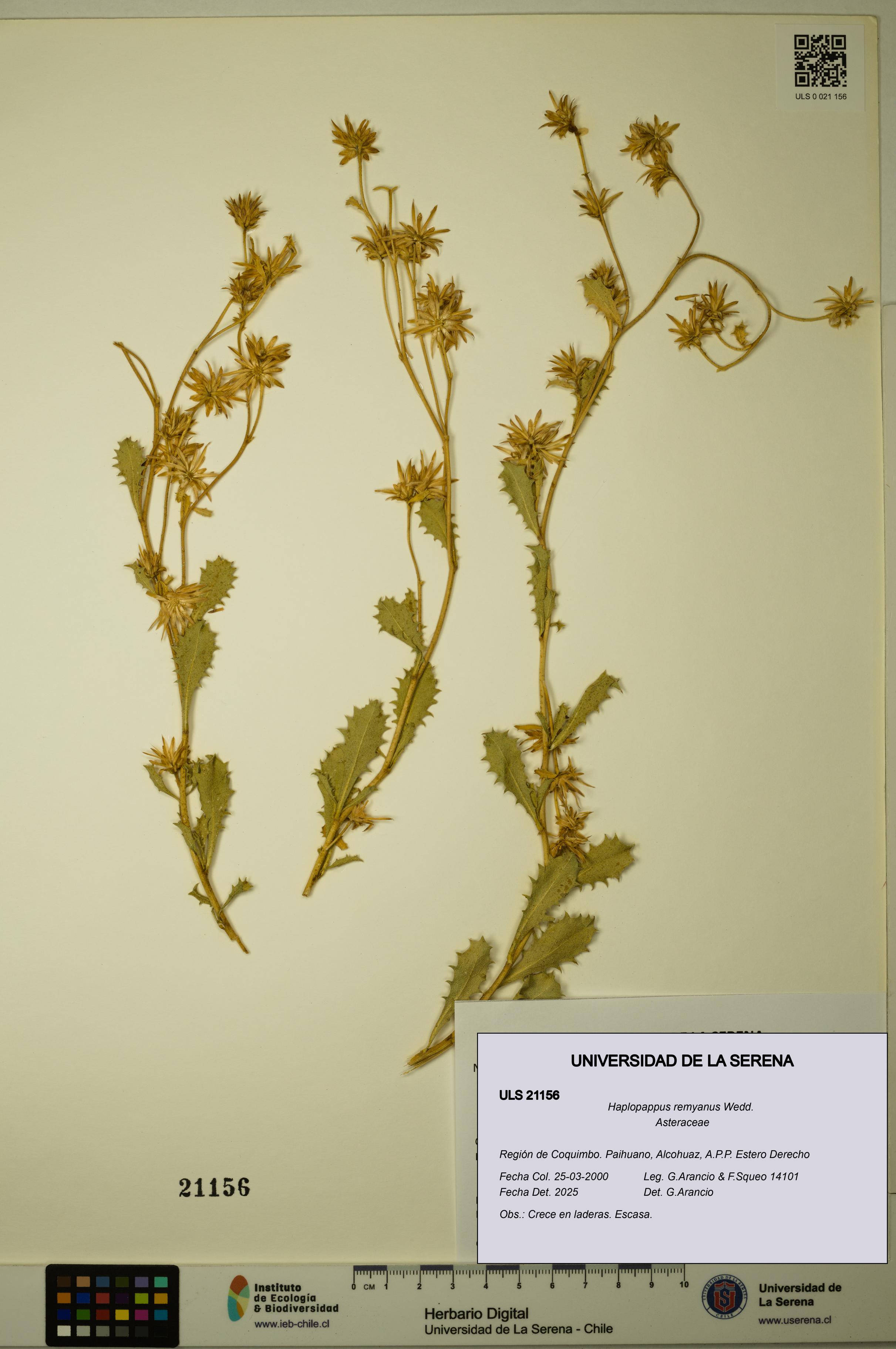 Haplopappus remyanus [Espécimen: ULS:ULS:0021156]