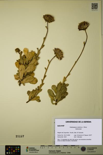 Haplopappus velutinus [Espécimen: ULS:ULS:0021157]